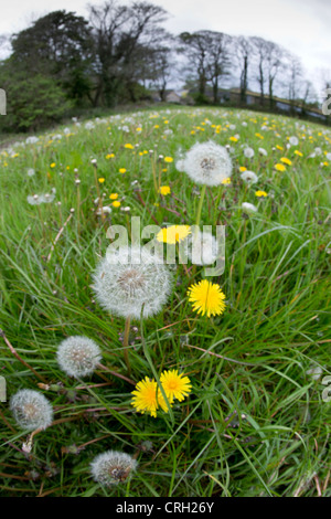 Löwenzahn; Taraxacum Officinale; Wiese; Cornwall; VEREINIGTES KÖNIGREICH; mit Fish-Eye-Objektiv Stockfoto