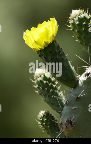 Opuntia Robusta, Kaktus, Rad Kaktus Stockfoto