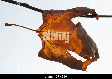 Acer, Ahorn Stockfoto