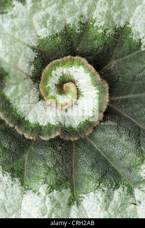 Begonia "Escargot" Begonia Escargot Stockfoto