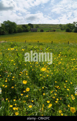 Buttercups in eine Wildblumenwiese in Bishopdale, Yorkshire Dales National Park. Stockfoto