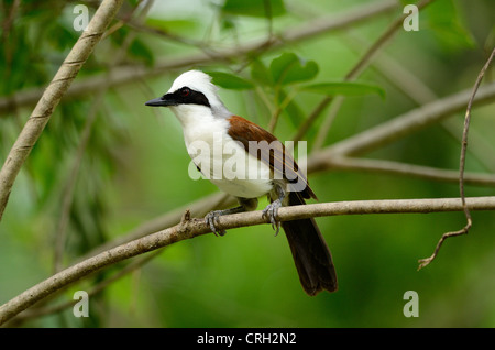 schöne weiße crested Laughingthrush (Garrulax Leucolophus) Possing auf Baum Stockfoto