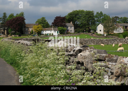 Ravenstonedale, Cumbria. Kuh Petersilie wächst neben Trockenmauern im malerischen Dorf in Cumbria. Stockfoto