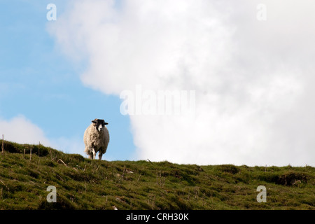 Ein Swaledale Schafen auf einem Bergrücken vor einem bewölkten blauen Himmel Stockfoto