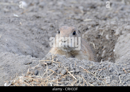 Schwarz-angebundene Präriehund (Cynomys sich) entstehende Graben. Rotterdam Zoo Stockfoto