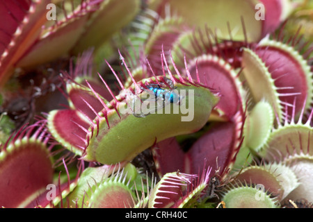 Venusfliegenfalle mit Beute "Dionaea Muscipula". Stockfoto