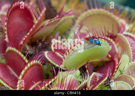 Dionaea B52, mit Beute (Dionaea Muscipula). Stockfoto