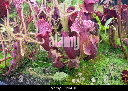 Fleischfressende Pflanze Garten. Stockfoto