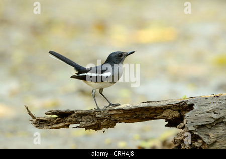 schöne weibliche orientalische Elster-Robin (Copsychus Saularis) stehend auf toter Baum Stockfoto