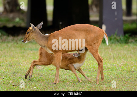 schöne weibliche rote Muntjack (Muntiacus Muntjack) mit ihrem baby Stockfoto