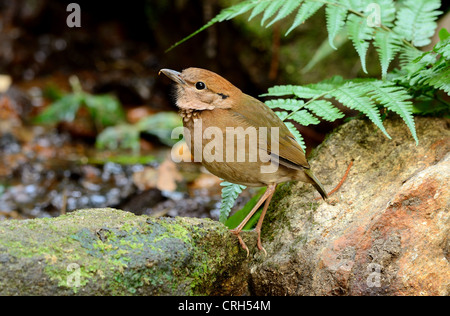 schöne weibliche Rusty Himalaja-Pitta (Pitta Oatesi) Possing auf Felsen Stockfoto