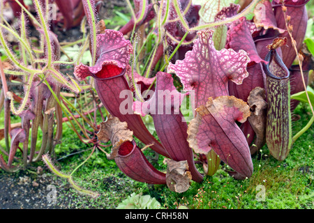 Fleischfressende Pflanze Garten. Stockfoto