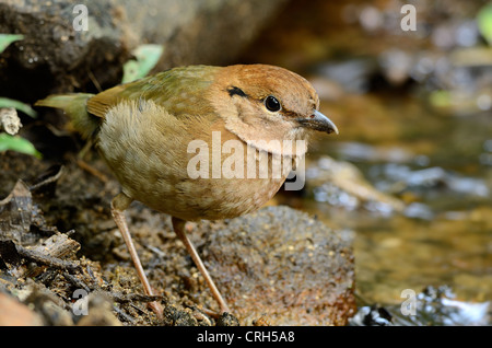 schöne weibliche Rusty Himalaja-Pitta (Pitta Oatesi) Possing auf Boden Stockfoto