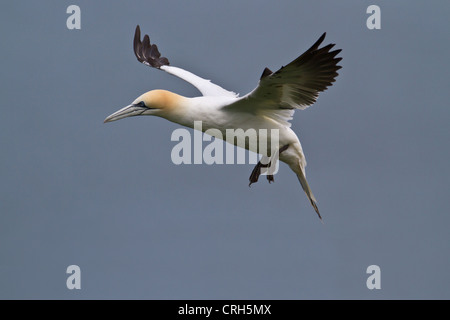 Basstölpel (Sula Bassana) im Flug, Bempton Cliffs, Yorkshire, England Stockfoto