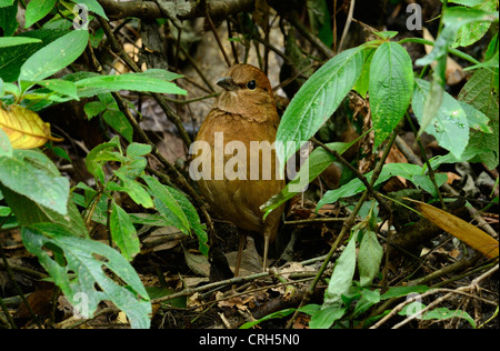 schöne weibliche Rusty Himalaja-Pitta (Pitta Oatesi) im Busch Stockfoto