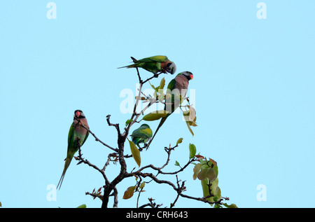 schöne Rot-breasted Sittich (geflohen Alexander) in Gruppe auf der Spitze des Baumes Stockfoto