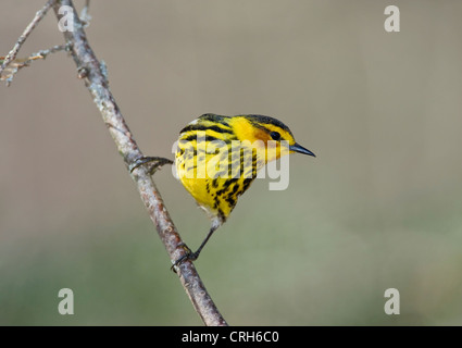 Männlich-Kap Mai Warbler auf Nadelbaum Zweig Stockfoto