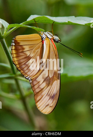 Frau Julia Butterfly thront unter Blatt in Vorbereitung für die Nacht im unteren Rio Grande Valley, Texas Stockfoto