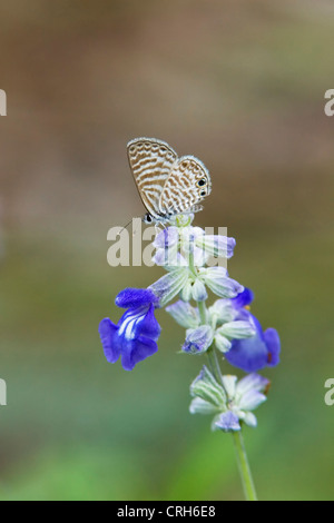 Marine Blue Butterfly gehockt mehlige Salbei blaue Blume im unteren Rio Grande Valley, Texas Stockfoto