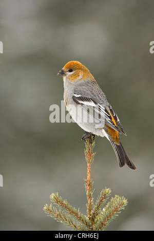 Weibliche Kiefer Grosbeak thront in Spitze der Fichte im Winter im Norden von Minnesota Stockfoto