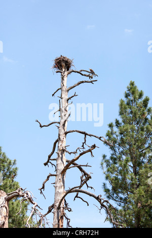 Eine wilde Fischadler (Pandion Haliaetus) sitzt draußen seinen Horst im Council Grove State Park in der Nähe von Missoula, Montana. Stockfoto