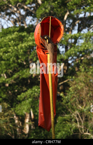 Große Kiskadee (Pitangus Sulphuratus) paar auf Nest in Windsack Paarung. Corcovado Nationalpark, Osa Halbinsel, Costa Rica. Stockfoto