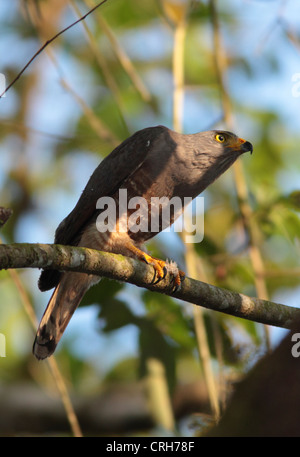 Am Straßenrand Falke (Buteo Magnirostris) im Regenwald. Corcovado Nationalpark, Osa Halbinsel, Costa Rica. März 2012. Stockfoto