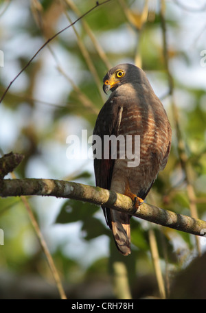 Am Straßenrand Falke (Buteo Magnirostris) im Regenwald. Corcovado Nationalpark, Osa Halbinsel, Costa Rica. März 2012. Stockfoto