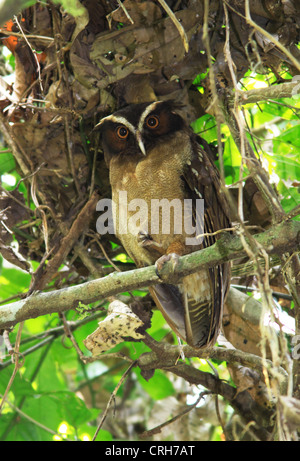 Erklommene Eule (Lophostrix Cristata) Schlafplatz im Regenwald. Corcovado Nationalpark, Osa Halbinsel, Costa Rica. März 2012. Stockfoto