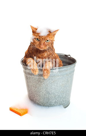 Badezeit für eine nass und unglücklich orange Tabby-Katze sitzt im Inneren einen Eimer verzinkt waschen mit Seifenlauge und einem orange Schwamm. Stockfoto