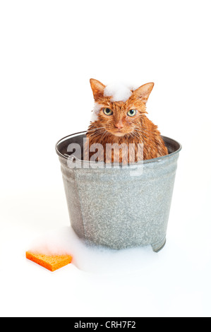 Badezeit für eine nasse und unglücklich orange Tabby-Katze sitzt im Inneren einen verzinkten Stahl-Waschanlagen-Eimer mit Seifenlauge und einem orange s Stockfoto