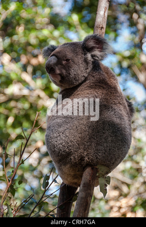 Koalabär, Phascolarctos Cinereus, in einem Eucalytus Baum, Australien Stockfoto