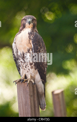 Junge Red Tailed Hawk thront auf einem Pfosten im Washington Square Park Stockfoto