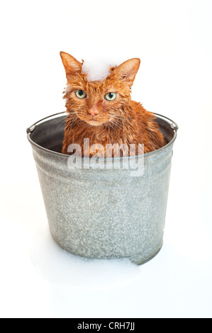 Badezeit für eine nasse Katze in einem verzinkten Stahl Eimer mit Seifenlauge auf seinem Kopf und Fuß der Eimer. Stockfoto