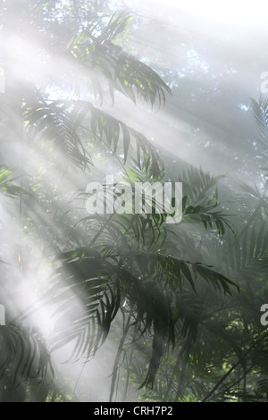 Regenwald mit Dampf aus vulkanischen Fumarolen. Rincon De La Vieja Nationalpark Guanacaste, Costa Rica. Februar 2012. Stockfoto