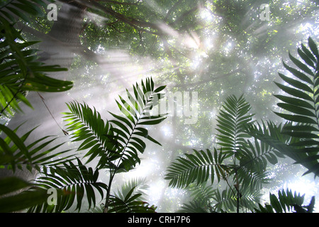 Regenwald mit Dampf aus vulkanischen Fumarolen. Rincon De La Vieja Nationalpark Guanacaste, Costa Rica. Februar 2012. Stockfoto