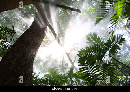 Regenwald mit Dampf aus vulkanischen Fumarolen. Rincon De La Vieja Nationalpark Guanacaste, Costa Rica. Februar 2012. Stockfoto