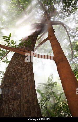 Regenwald mit Dampf aus vulkanischen Fumarolen. Rincon De La Vieja Nationalpark Guanacaste, Costa Rica. Februar 2012. Stockfoto