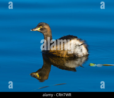 Australasian Grebe (Tachybaptus Novaehollandiae) Stockfoto