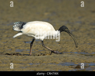 Australische White Ibis (Threskiornis Molukken) Stockfoto