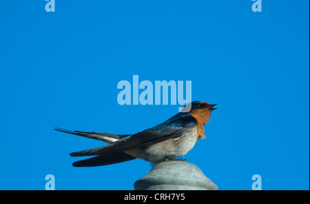 Willkommen Sie Schwalbe (Hirundo Neoxena) Stockfoto