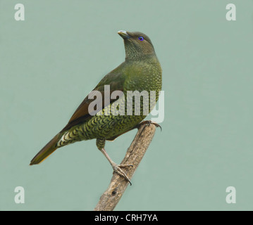 Weibliche Satin Bower Vogel (Ptilonorhynchus Violaceus) - Captive Stockfoto