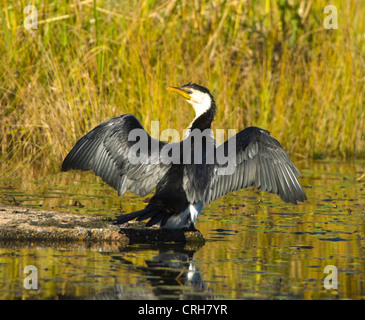 Wenig Pied Kormoran (Phalacrocorax Melanoleucos) Stockfoto