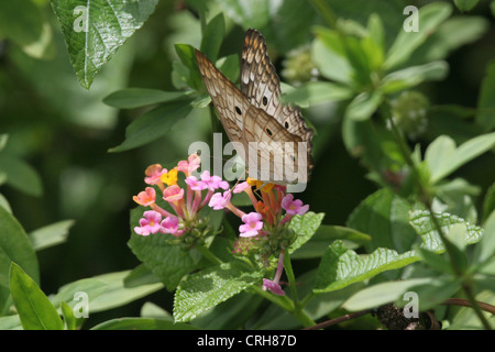 Weißer Pfau Anartia Jatrophae Schmetterling ruht auf einige rosa Blüten in Devils Insel, Französisch-Guayana Stockfoto