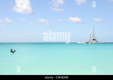 Pelikan fliegt aus dem Wasser mit einer Yacht im Hintergrund Segeln entlang der tropischen Strand Druif, Aruba Stockfoto