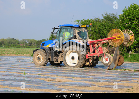 Mechanisch aufnehmen Polyäthylen Schutz von Zuckermais Sämlinge. Stockfoto