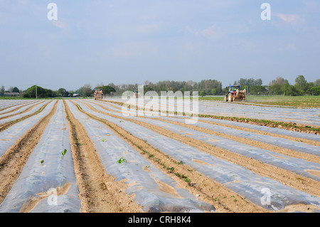 Mechanisch aufnehmen Polyäthylen Schutz von Zuckermais Sämlinge. Stockfoto