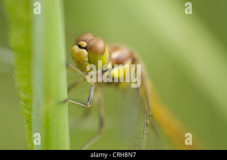 Gemeinsamen Darter Libelle auf Schilf Stockfoto