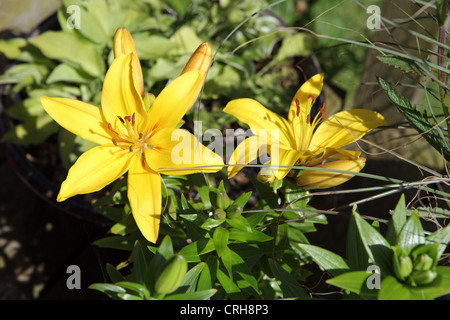 Zwei schöne helle gelbe Lilie Blumen in voller Blüte, grünes Laub, Garten UK Stockfoto