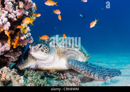 Eine große grüne Schildkröte ruht auf dem Boden neben einem Anthia bedeckt Korallen Pinnacle im ägyptischen Roten Meer (Golf von Aqaba) Stockfoto